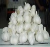 fresh garlic - 005