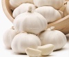 white skin garlic jinxiang crop fresh garlic - 5.5-6.0cm