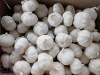 fresh pure white garlic - 5.5cm