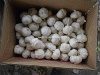 Pure white garlic high grade for sale - 5.5-6.0cm